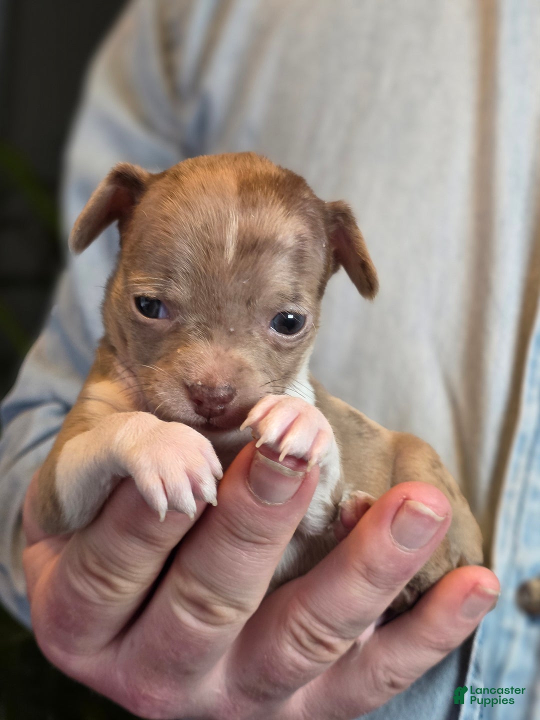 Chihuahua dogs for sale: Splash - Ad 9