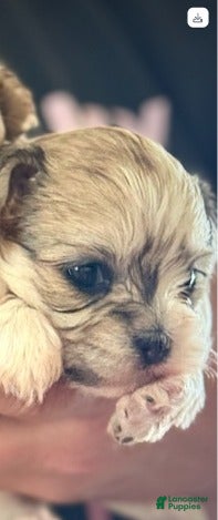 Shorkie dogs Girl 3  - Ad 37