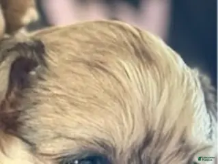 Shorkie dogs Girl 3 - Ad 37