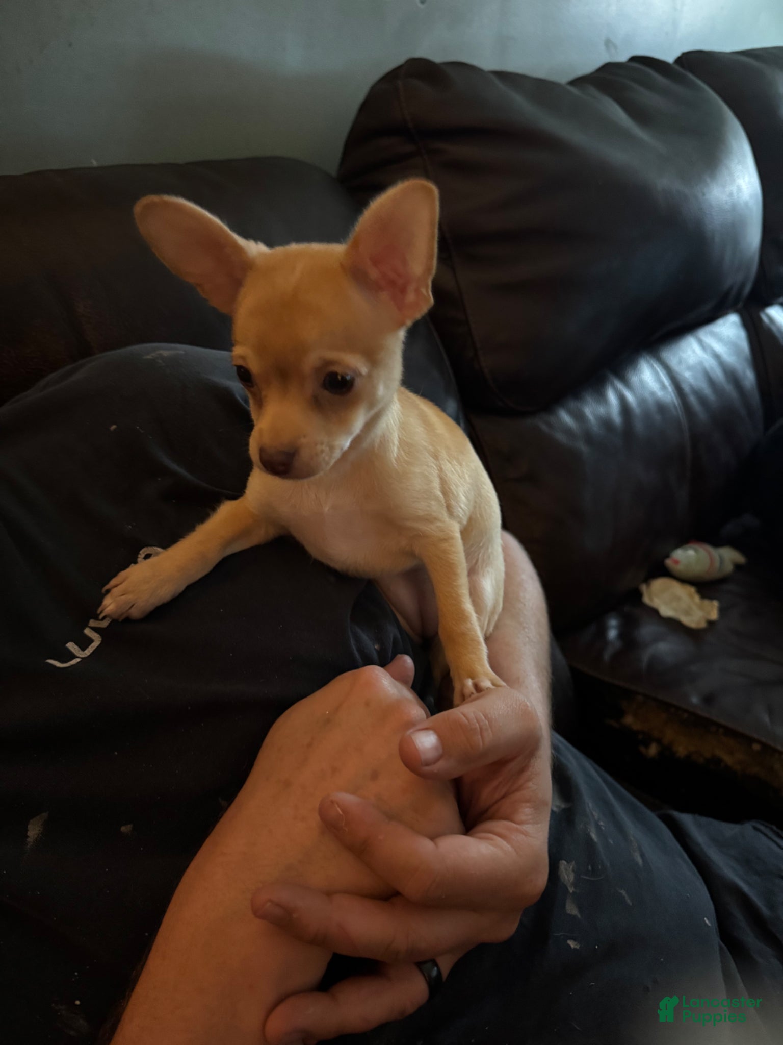 Chihuahua dogs Daisy - Ad 25