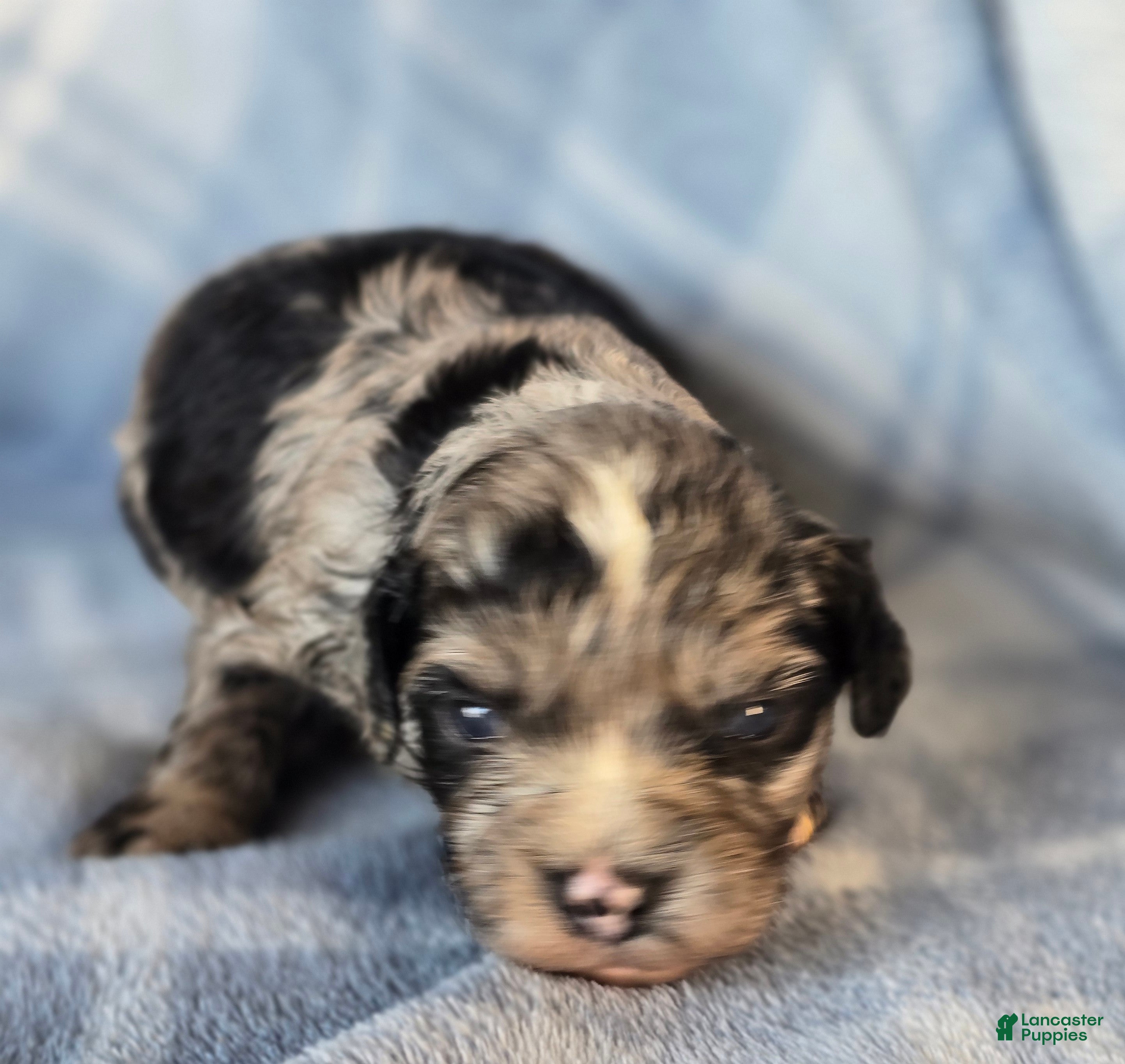 Mixed Breed dogs Peter - Ad 41