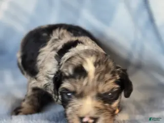 Mixed Breed dogs Peter - Ad 41