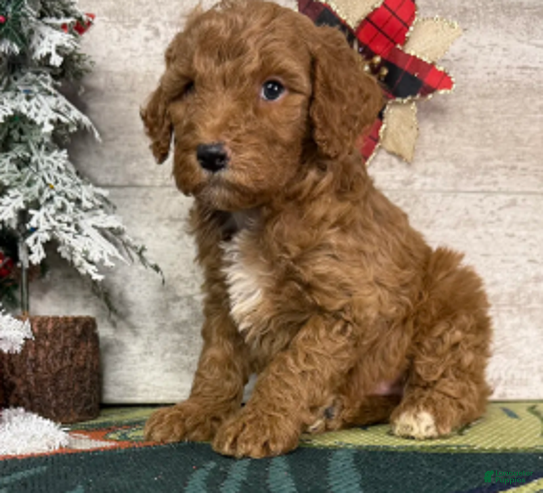 Miniature Poodle dogs for sale: Baxter - Ad 4