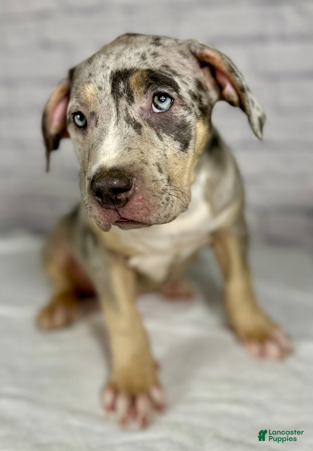 American Bully dogs for sale: Blue Moon - Ad 7