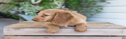 Dachshund dogs for sale: Winnie - Ad 10