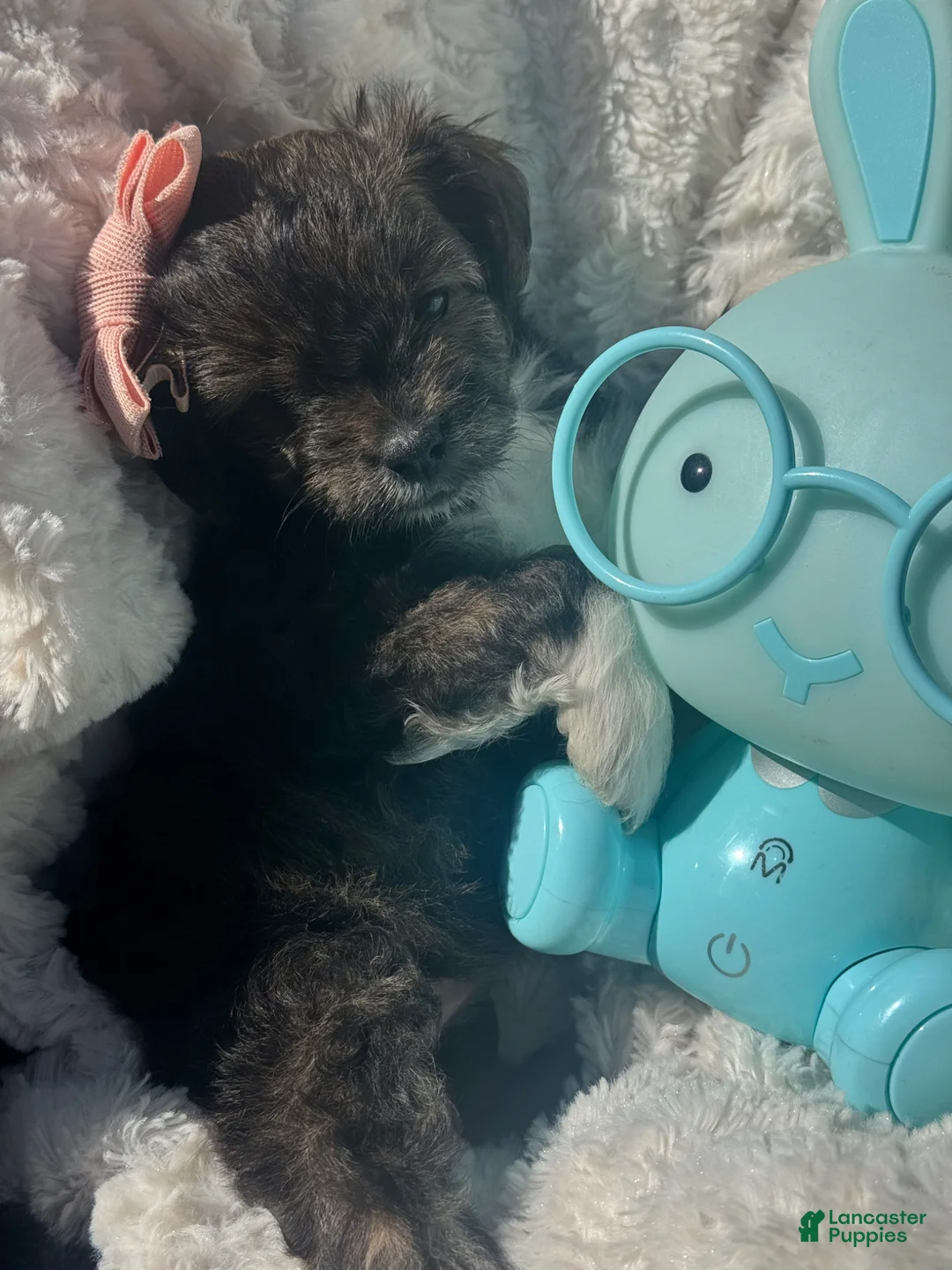 Maltipoo dogs for sale: Maltipoo Puppy 4 - Ad 1