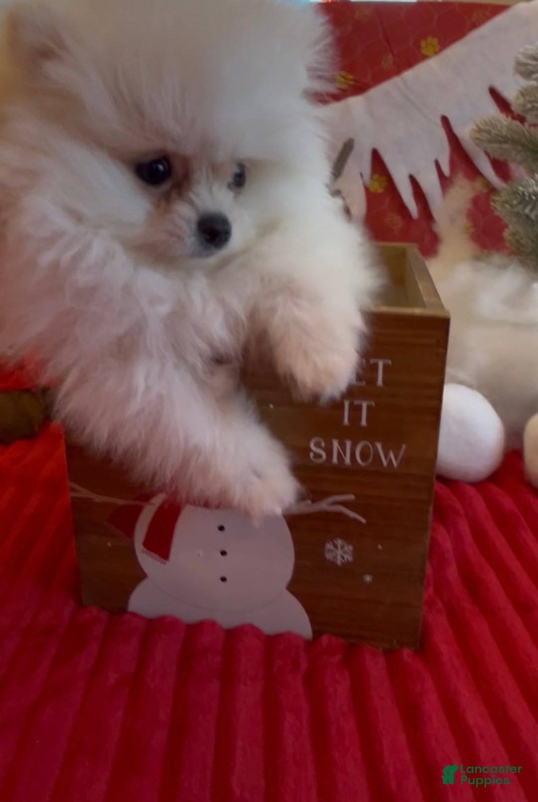 Pomeranian dogs for sale: Tom AKC Registered full rights  - Ad 9