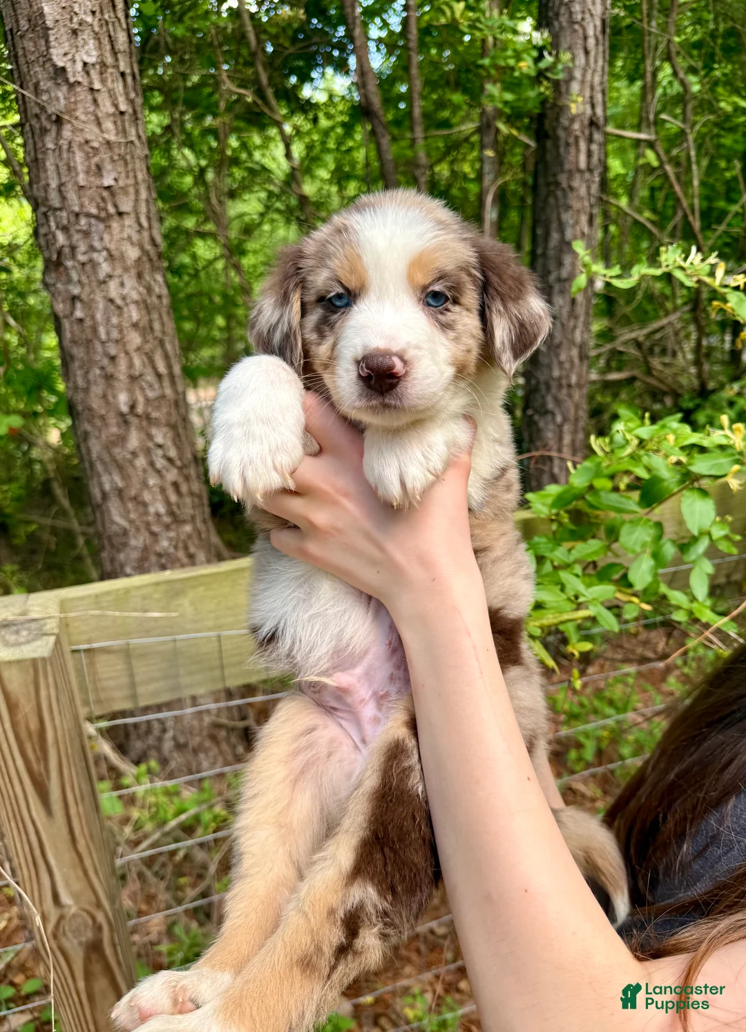 Australian Shepherd dogs for sale: Ranger - Ad 1