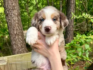 Australian Shepherd dogs Ranger - Ad 13