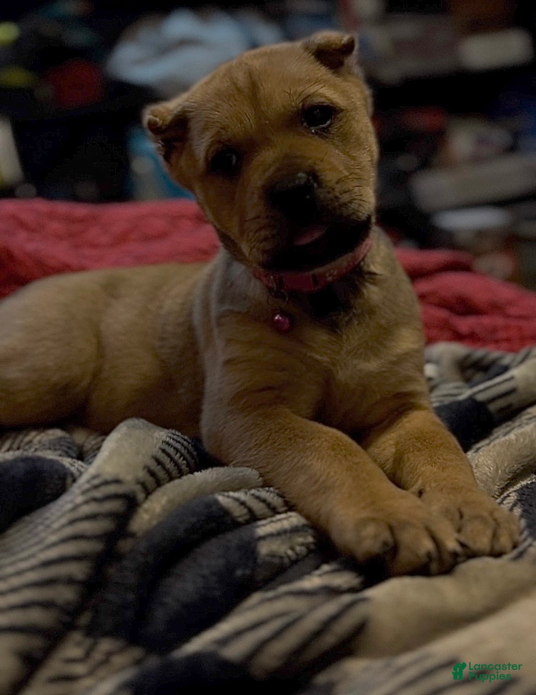 Cane Corso dogs for sale: delta - Ad 1