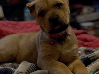 Cane Corso dogs delta - Ad 15