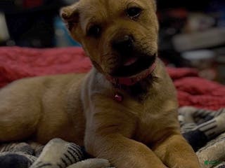 Cane Corso dogs delta - Ad 32