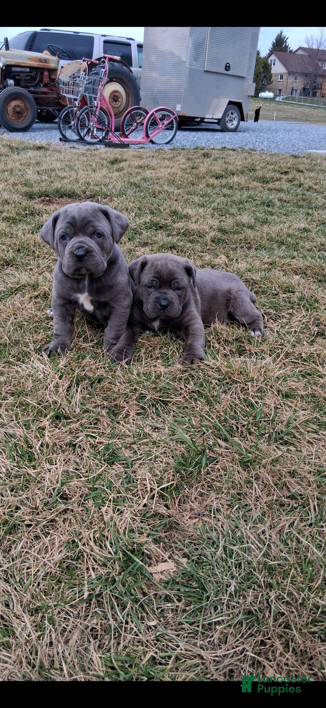 Cane Corso dogs Titan - Ad 2