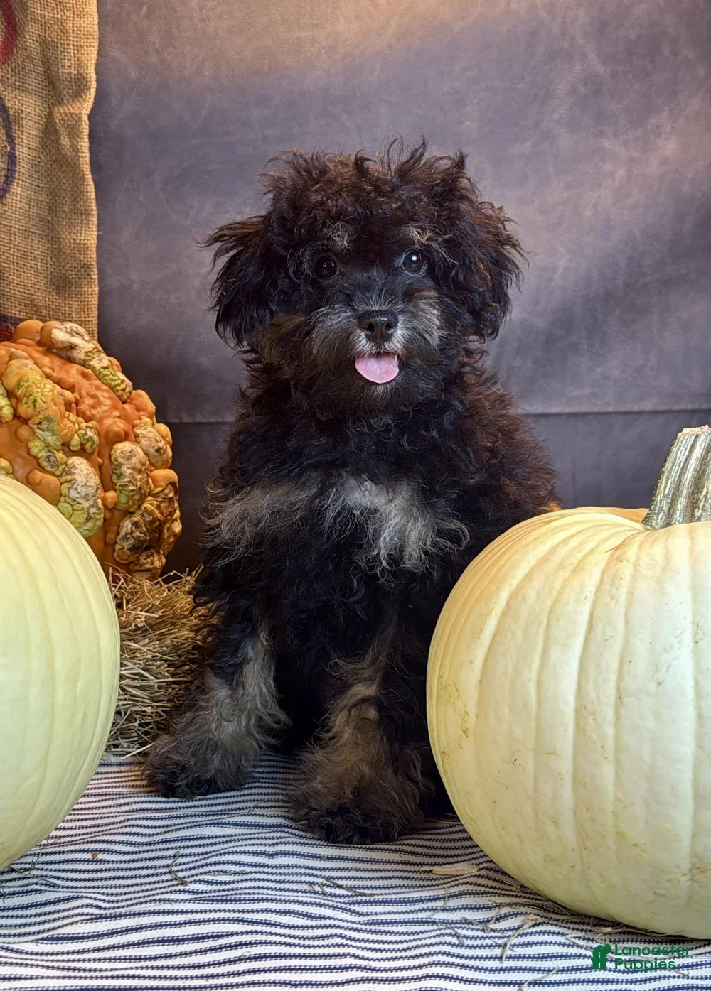 Cavapoo dogs for sale: Marissa - Ad 1