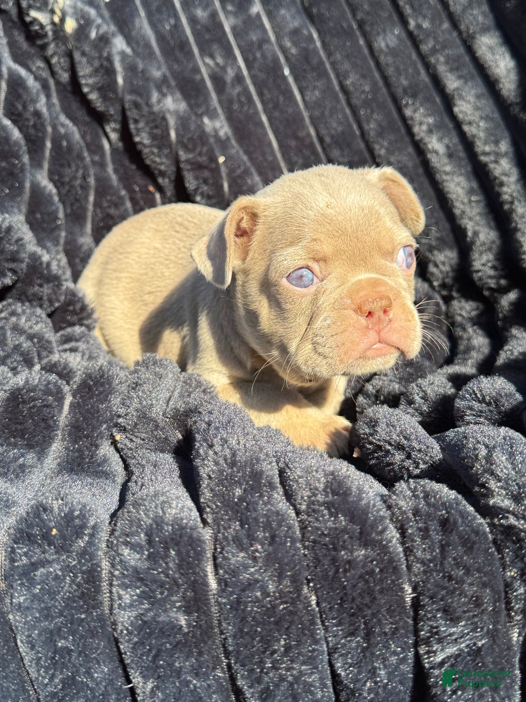 French Bulldog dogs for sale: French Bulldog Puppy 1 - Ad 10