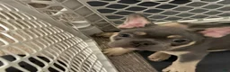 French Bulldog dogs for sale: Grayson - Ad 1
