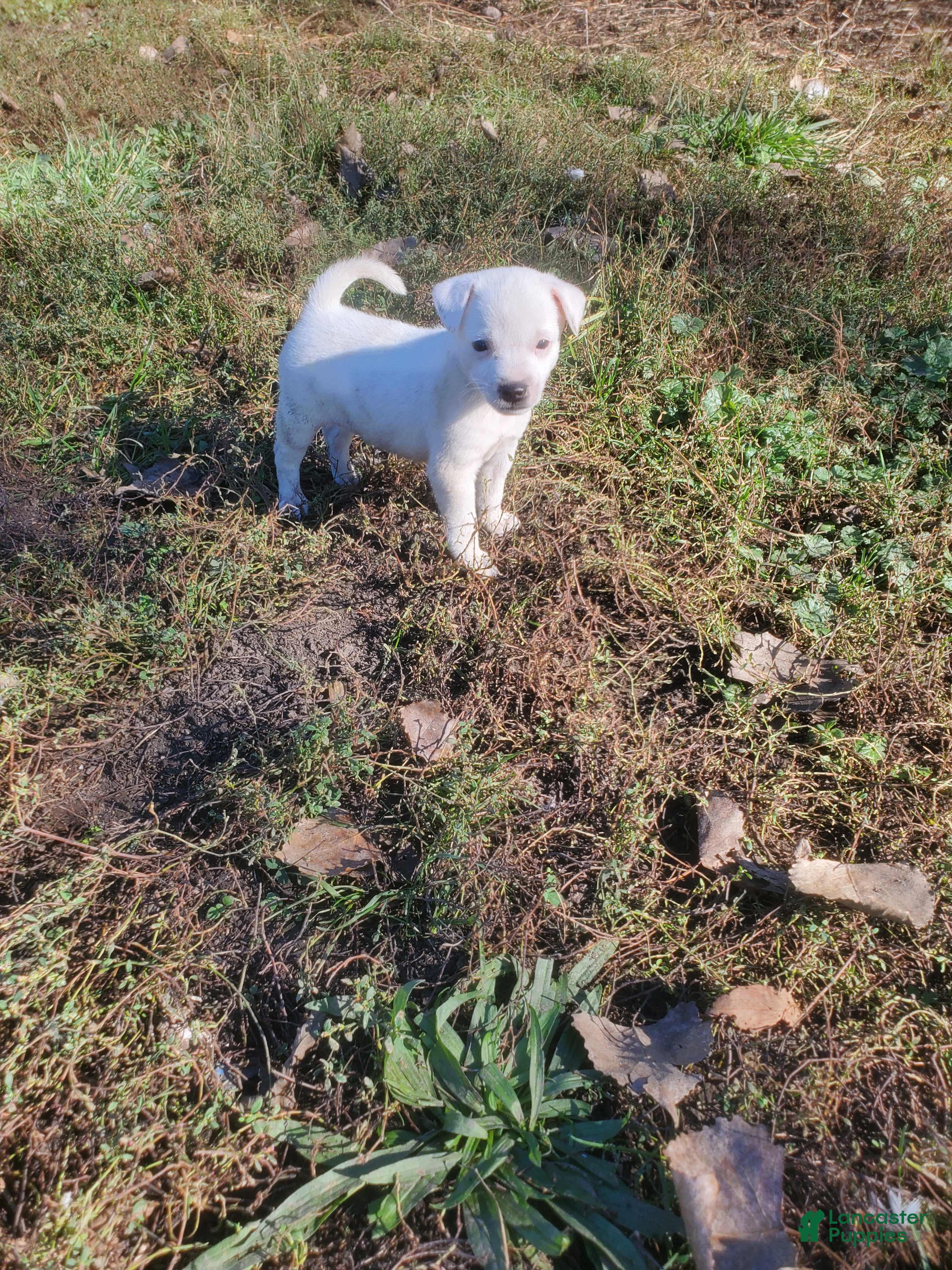 Jack Russell Terrier dogs for sale: Jack Russell Terrier 5 - Ad 34