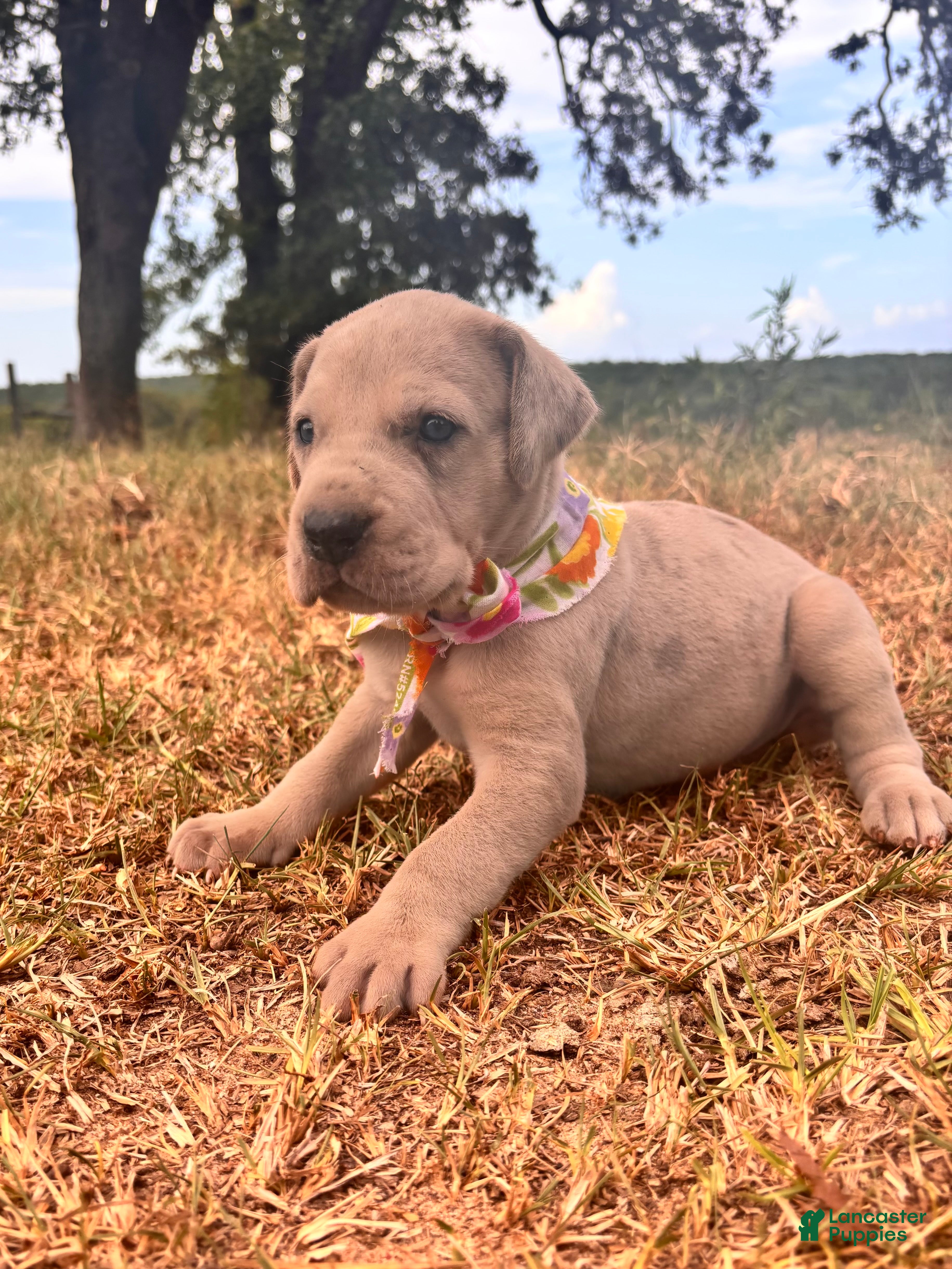 Great Dane dogs Euro Renata  - Ad 1
