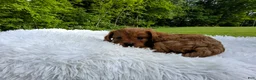 Cavapoo dogs for sale: Peanut - Ad 4