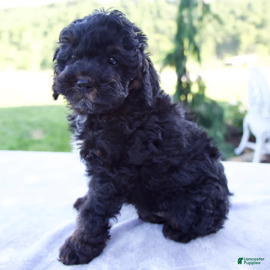 Mini Bernedoodle dogs for sale: Ford - Ad 2