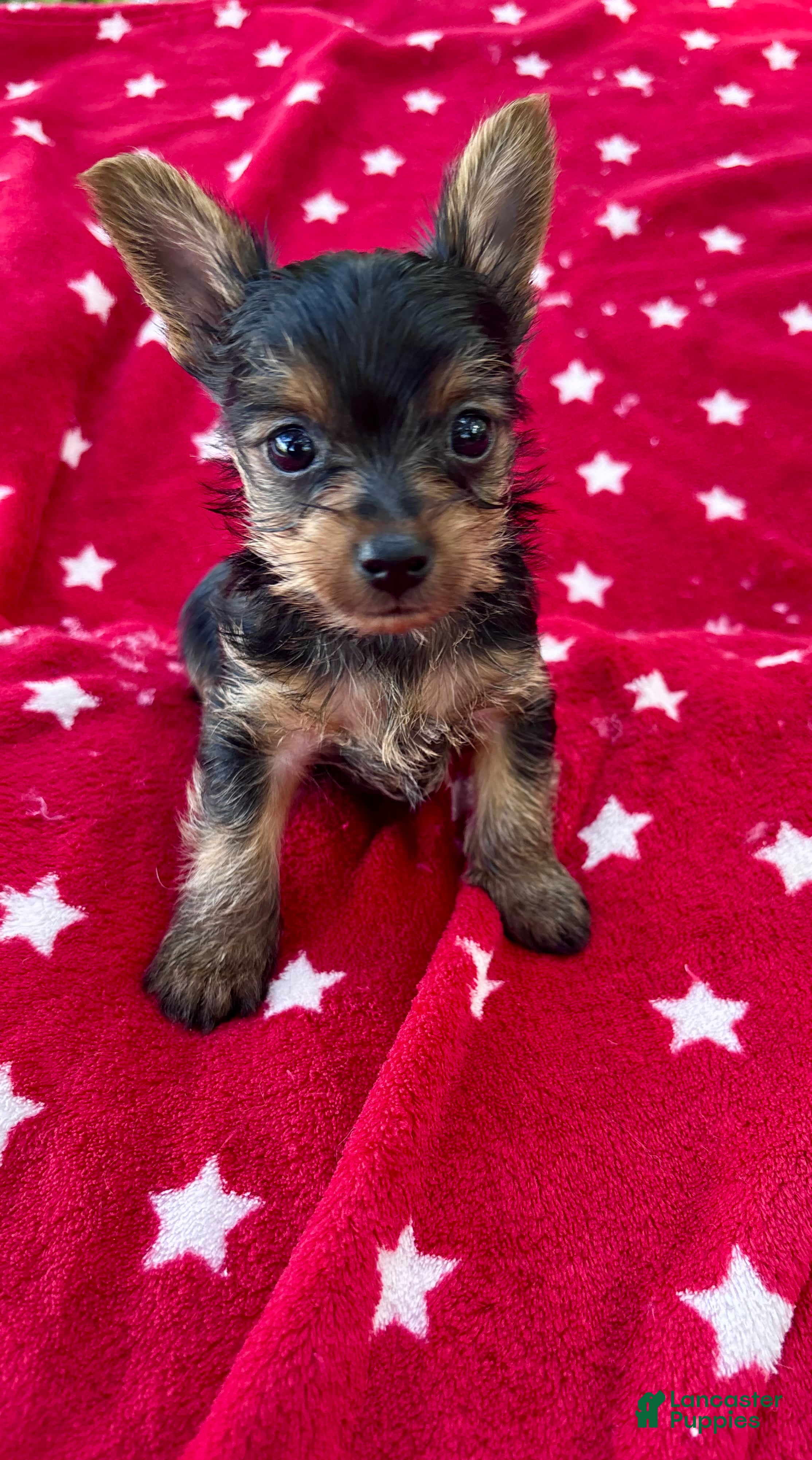 Yorkshire Terrier dogs Spoiled Male Yorkie - Ad 1