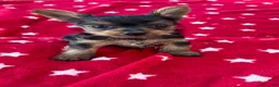 Yorkshire Terrier dogs for sale: Spoiled Male Yorkie - Ad 3