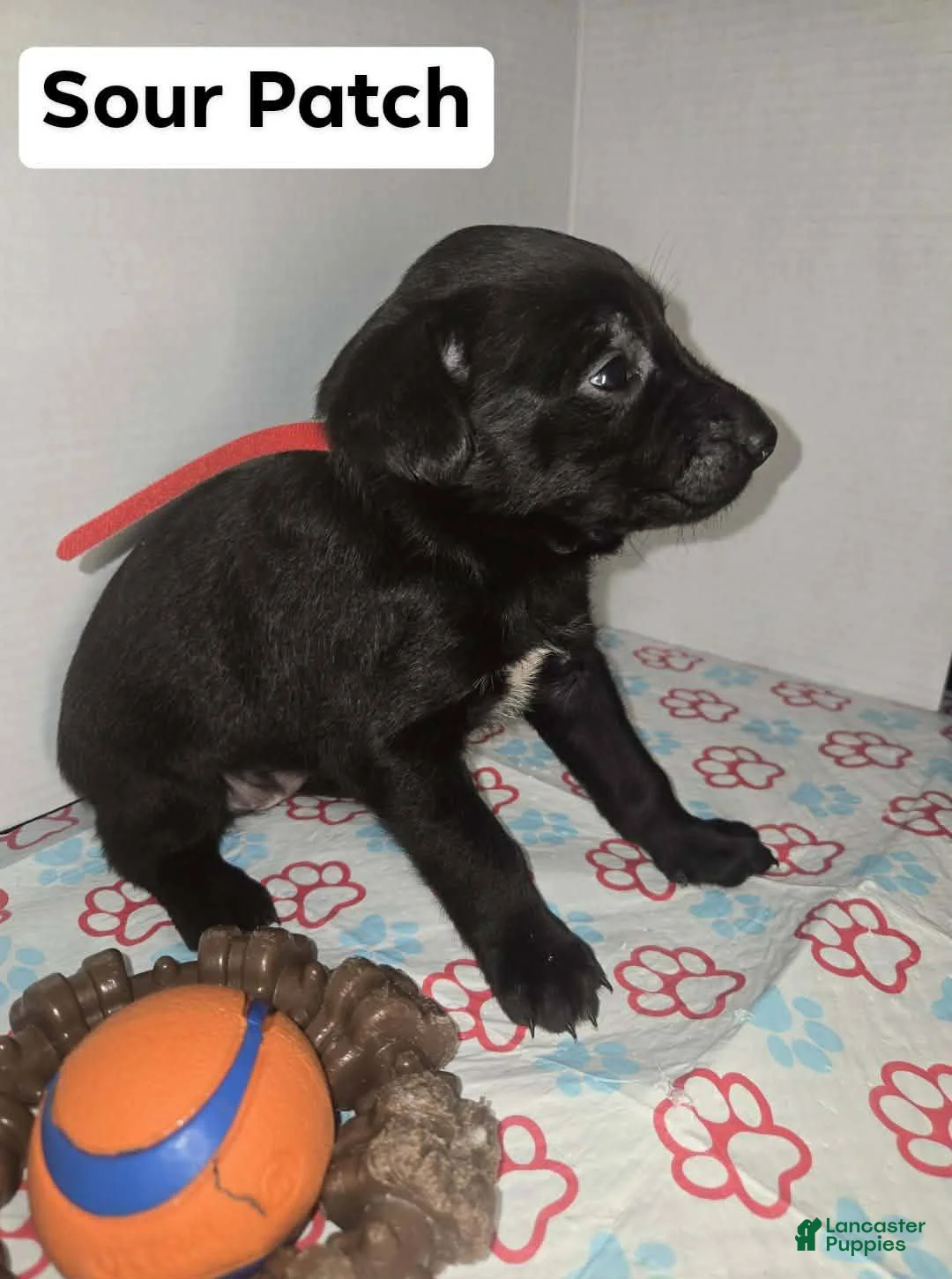 Belgian Malinois dogs for sale: Belgian Malinois Puppy 2 (Sour Patch) - Ad 1