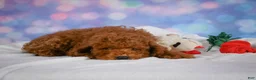 Miniature Poodle dogs for sale: Joey - Ad 7
