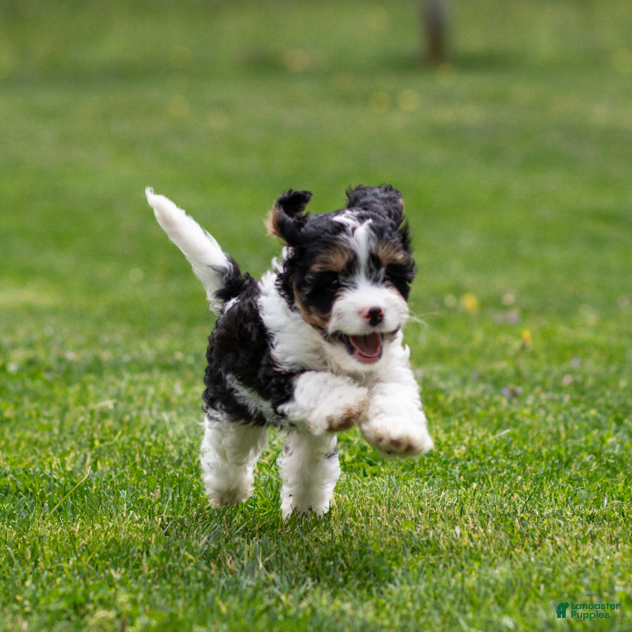 Cavapoo dogs Crusher Cavapoo Puppy  - Ad 2