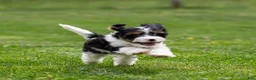 Cavapoo dogs for sale: Crusher Cavapoo Puppy  - Ad 15