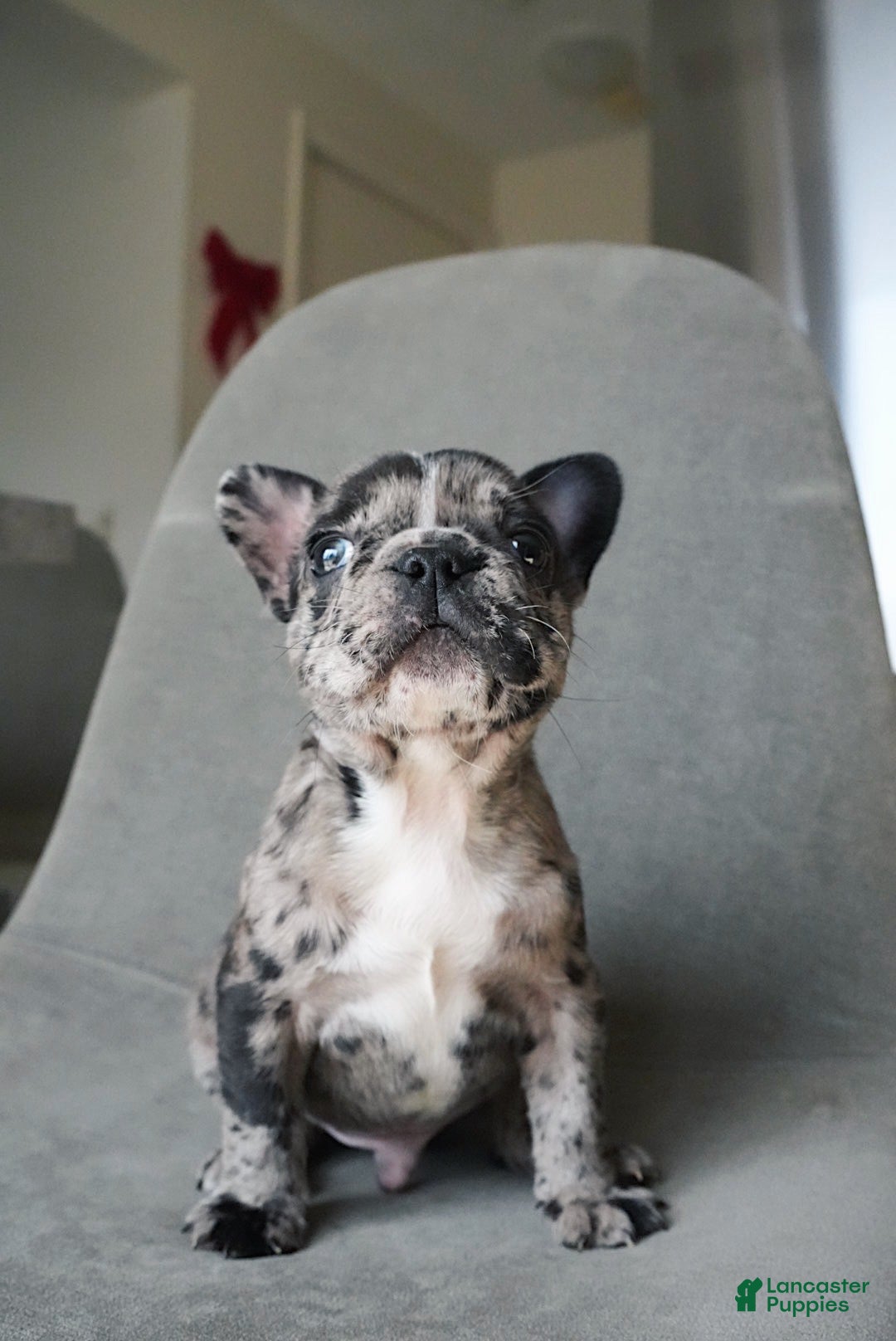 French Bulldog dogs Archie - Ad 37