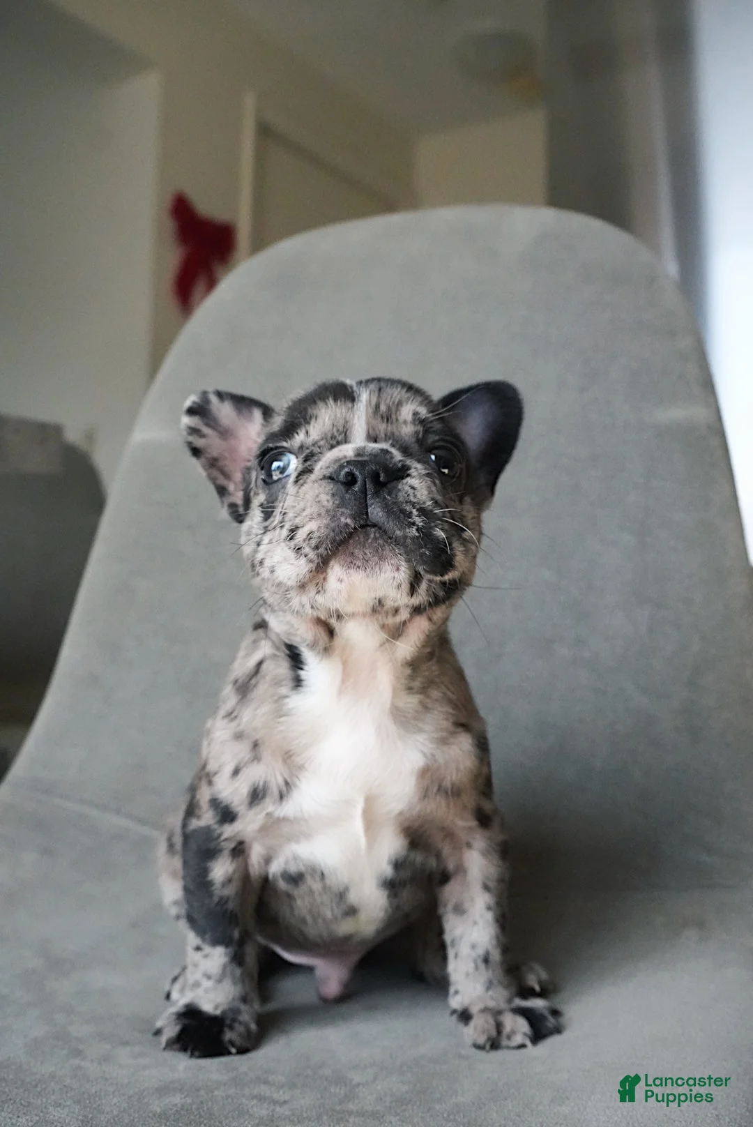 French Bulldog dogs for sale: Archie - Ad 1