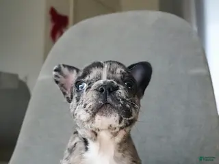 French Bulldog dogs Archie - Ad 22