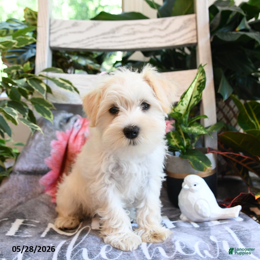 Miniature Schnauzer dogs Millie - Ad 1