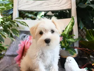 Miniature Schnauzer dogs for sale: Millie - Ad 3