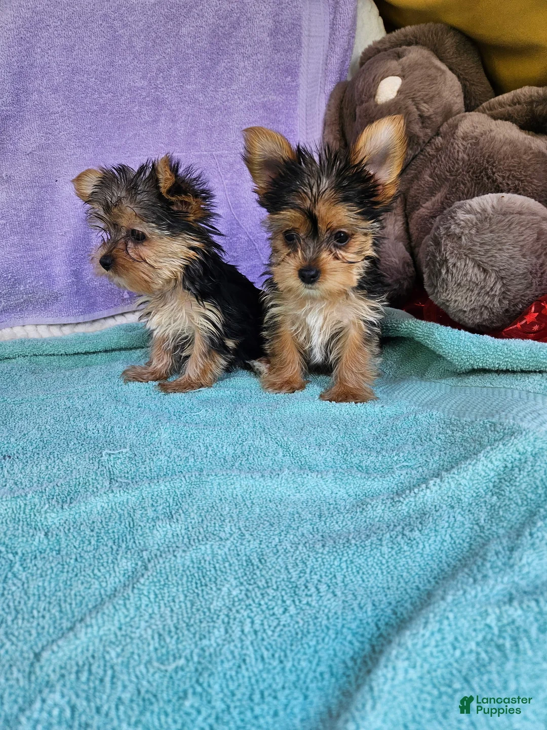 Yorkshire Terrier dogs for sale: Yorkshire Terrier Puppy 2 - Ad 2