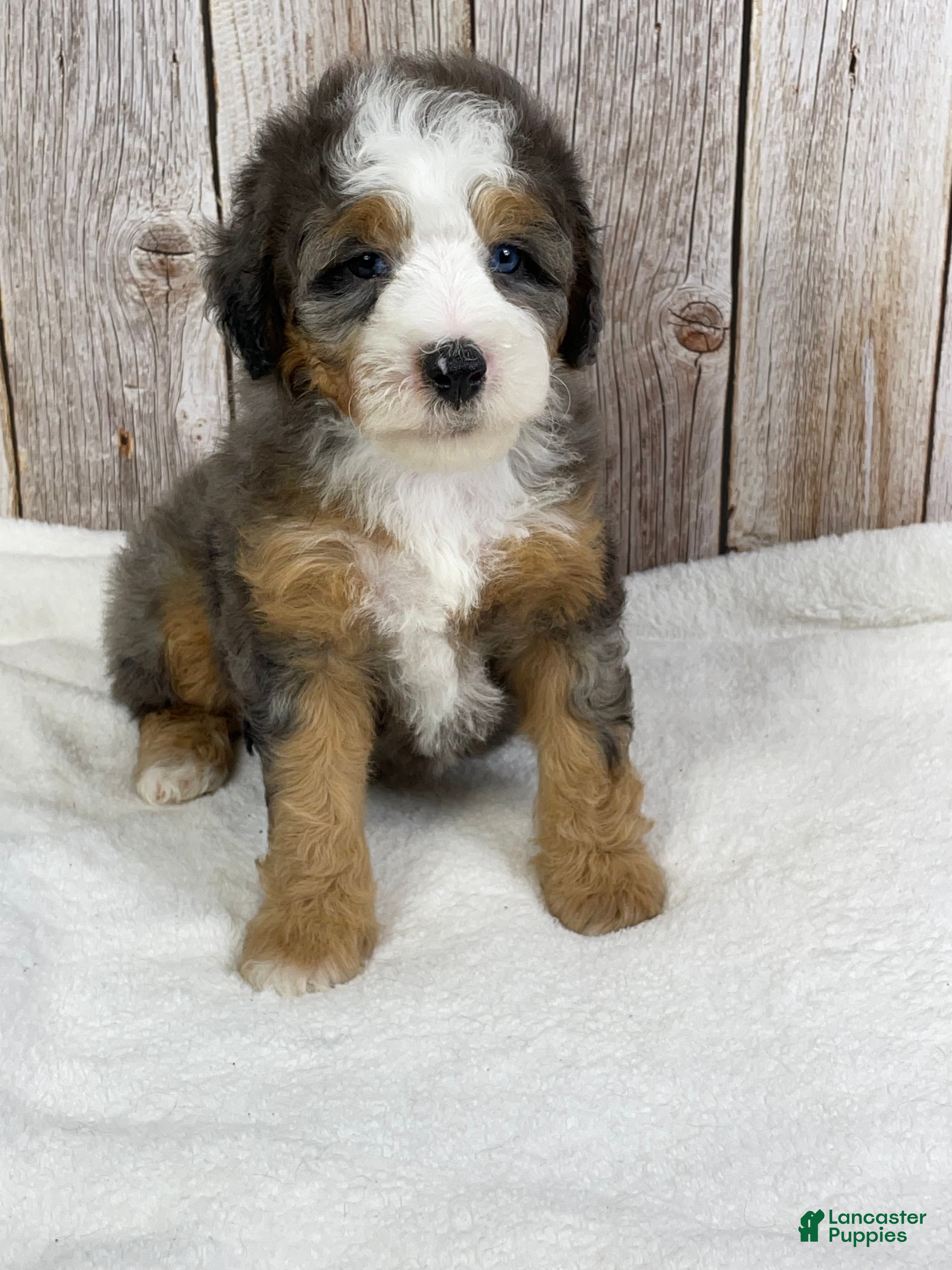 Mini Bernedoodle dogs Biscuit  - Ad 1