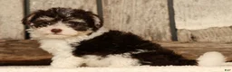 Havapoo dogs for sale: Brooklyn - Ad 3