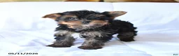Yorkshire Terrier dogs for sale: Rocky - Ad 1