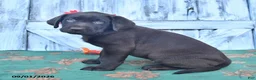 Labrador Retriever dogs for sale: Bobby - Ad 3