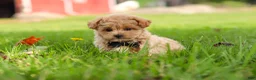 Maltipoo dogs for sale: Nash - Ad 20
