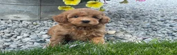 Mini Goldendoodle dogs for sale: Miles Mini Goldendoodle  - Ad 9