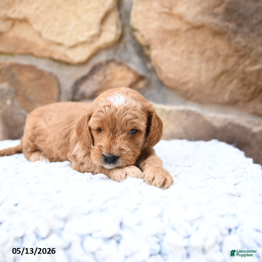 Cavapoo dogs Fido - Ad 1
