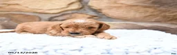Cavapoo dogs for sale: Fido - Ad 6