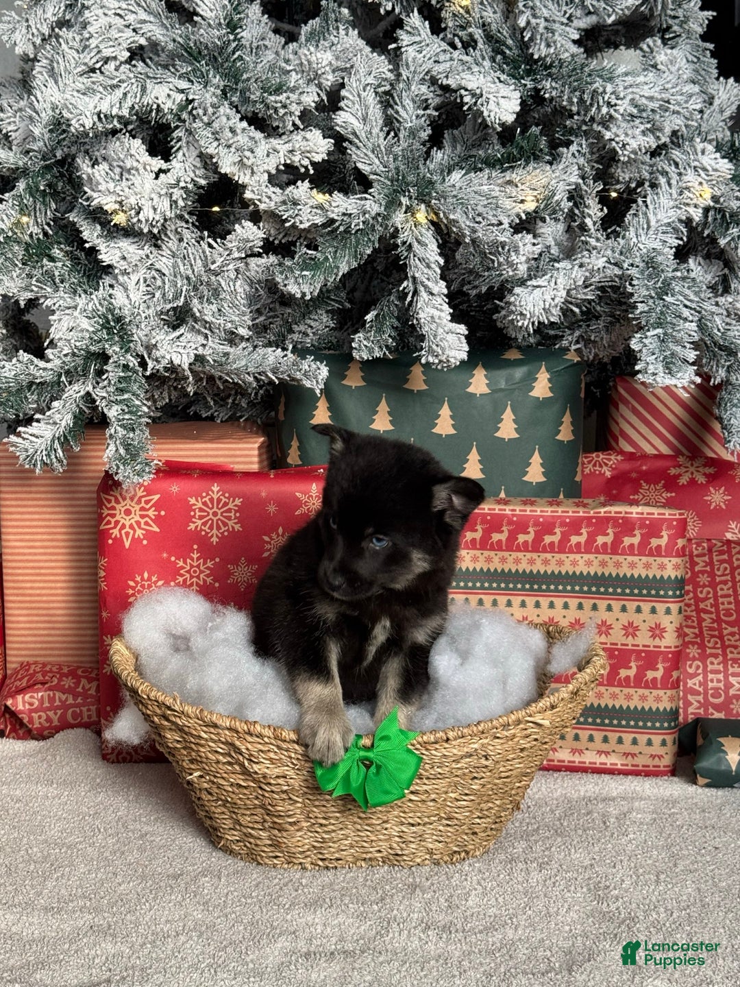 Pomsky dogs for sale: Prancer - Ad 2