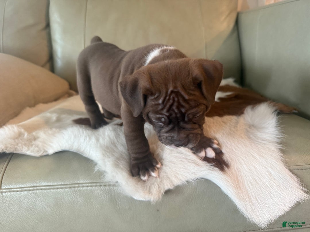 Olde English Bulldogge dogs for sale: Olde English Bulldogge Puppy 3 - Ad 6