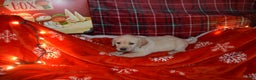 Labrador Retriever dogs for sale: Jasper - Ad 3