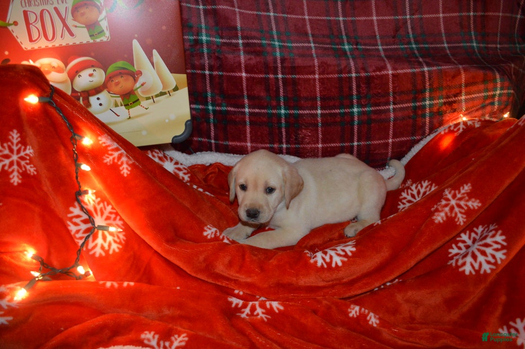 Labrador Retriever dogs for sale: Jasper - Ad 3