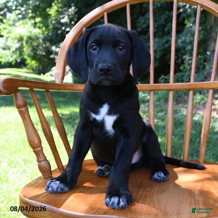 Mixed Breed dogs Bolt - Ad 2