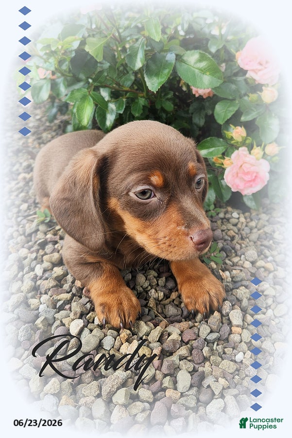 Miniature Dachshund dogs Randy - Ad 14